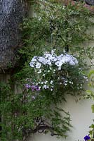 Hanging basket with white Petunias and annual Lobelia intertwined with leaves of a Jasminum on the side of the house. June