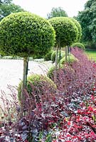 Ligustrum delavayanum balls underplanted Heuchera 'Silver Scrolls'