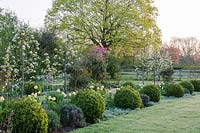 Spring borders with Pyrus 'Beurre du Comice', underplanted with Tulipa 'Primrose Beauty', Stachys byzantina and clipped Buxus balls - pink blossom in background of Malus floribunda