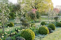 Spring borders with Pyrus 'Beurre du Comice', underplanted with Tulipa 'Primrose Beauty', Lupinus, Lavandula, Stachys byzantina and clipped Buxus balls - pink blossom in background of Malus floribunda