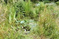 Small natural wildlife garden pond with shallow sides and adjacent meadow area. 