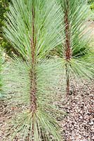 Pinus montezumae 'Sheffield Park'