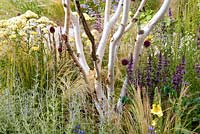 Betula jacquemontii and perennials in colourful flowerbed in the 'Light catcher' garden at RHS Tatton Flower Show 2015