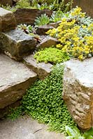 Detail of bed adjacent to garden stone step with Sedum, Soleirolia soleirolii and Echeveria 