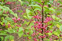 Euonymus europaeus