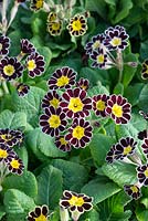 Primula Polyanthus 'Gold Laced'