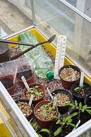 Seedlings in garden propagator with plastic water bottle providing a source of tepid water.