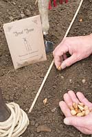Sowing Broad beans - Vicia faba 'The Sutton'.