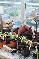 Potting bench in greenhouse with young tomato plants 'Shirley F1' and 'Rio Grande'