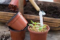 Aubergine seedlings, 'Pinstripe', potting on into plastic 3 inch pots.