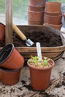 Aubergine seedlings, 'Pinstripe', potting on into plastic 3 inch pots.