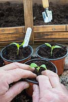 Aubergine seedlings, 'Pinstripe', potting on into plastic 3 inch pots.