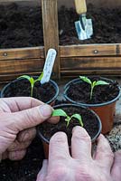 Aubergine seedlings, 'Pinstripe', potting on into plastic 3 inch pots.