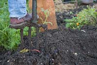 Insert two garden forks into the centre of the plant, ensuring they are facing opposite directions