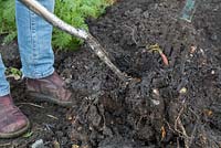 Carefully ease apart the plant by applying pressure to both forks, dividing the plant into two clumps