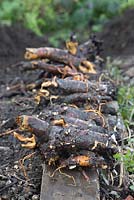 A row of Rhubarb crowns divided from the mother plant