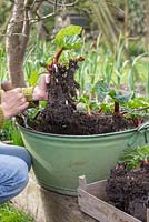 A woman digging up some divided Rhubarb crowns to use as a gift