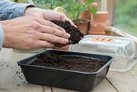 Covering seeds with a thin layer of compost