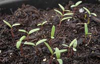 Developing Rock Soapwort seedlings