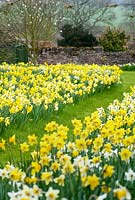 A carpet of daffodils at Felley Priory. April. 