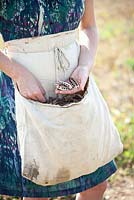 Holding dried seed pods at Kelvedon, Colchester, Essex. September.