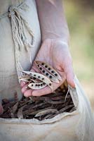 Holding dried seed pods at Kelvedon, Colchester, Essex. September.