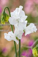 Lathyrus odoratus White Frills 