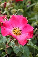 Rosa canina - Wild Dog Rose.