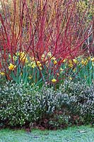 Dogwoods underplanted with Erica and Narcissus - Cornus alba 'Sibirica', Salix 'Yelverton'. Erica x darleyensis 'Darley dale', Narcissus - Capel Manor Gardens - Febuary