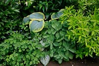 Foliage chosen for its contrasting qualities of form, colour and texture along a path edge. Sanguisorba, Brunnera, Sedum, Skimmia and Hosta. June.