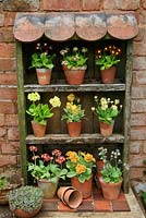 Auricula theatre made from salvaged timber and old roof and quarry tiles. Varieties include Primula auricula 'Bradford City', 'Connaught Court', 'Lord Seye and Sele', 'Sirius', 'Brownie', 'Shaun' and 'Merlin Stripe'