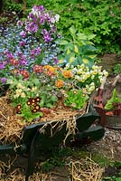 Choice Auriculas showcased in a wooden wheelbarrow on a brick path with the terracotta pots packed around with straw to hold them steady and honesty, forget-me-nots and hostas as a backdrop. 