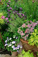 Cottage garden favourites including herbs for late spring and early summer in a border and basketweave, frostproof terracotta pot. Dwarf Sweet Williams, variegated sage, Salvia officinalis 'Icterina', Lavandula 'Fathead', Rosmarinus officinalis, Viola 'Susie' and Geranium 'Patricia'