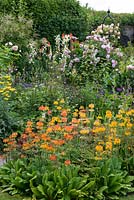 A cottage garden with colourful mixed border of candelabra primula, achillea, nepeta, aquilegia, flaf iris, roses 'Fantin Latour' 