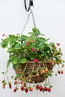 Hanging basket of Strawberry 'Tarpan' bears a steady supply of bright pink flowers and small, sweet fruit for weeks on end.