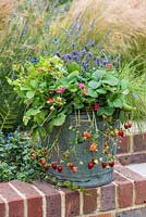 Grown in a galvanised bucket, Strawberry 'Tarpan' bears a steady supply of bright pink flowers and sweet fruit.