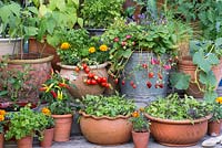 Bucket of Strawberry 'Tarpan' and lavender. Pot of Tomato 'Heartbreaker', French marigolds and parsley. Right: climbing cucumber plant. Left: French beans. Below: peppers and 'cut and come again' salad leaves.