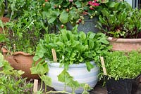 Containers of rocket, salad leaves, beetroot and cress. Terracotta pot painted with stripes using blue and white emulsion paint.