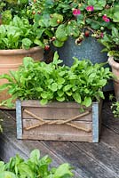 A vegetable and fruit container garden with rocket leaves and strawberries.