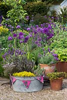 A small container garden with a metal bath tub and terracota pots planted with herbs including  lavender, oregano, thyme, sage and strawberry.