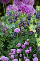 A late spring combination of purple plants including Allium schoenoprasum, Nerinthe major 'Purpurascens' and Allium 'Purple Sensation'.