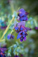 Cerinthe major 'Purpurascens', honeywort