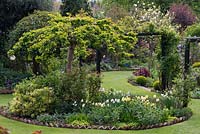 An island bed with yellow Tulipa 'Fringed Elegance' and Narcissus 'Cheerfulness' under an ornamental cherry tree. On the right hand upright, Clematis 'Maidwell Hall'.