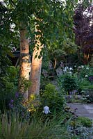 Illuminated at night, trunk of silver birch with ceramic face sculpture by Pauline Lee, rising above border of Euphorbia characias and purple Erysimum 'Bowles Mauve'. face sculpture by Pauline, rising above border of Euphorbia characias, purple Erysimum 'Bowles Mauve', iris, stachys and grasses. Behind, glimpses of the town garden, with white allium and pale irises glowing in the dusk.