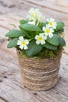 A plain pot revamped by applying decorative rope to the exterior. Potted with Primula vulgaris