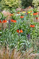 A spring border planted with Fritillaria imperialis 'Orange Perfection' and Fritillaria persica. Beneath, pheasant's tail grass, Anemanthele lessoniana, syn. Stipa arundinacea