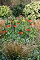 A spring border planted with Frtitillaria imperialis 'Orange perfection' and Fritillaria persica. Beneath, pheasant's tail grass, Anemanthele lessoniana, syn. Stipa arundinacea