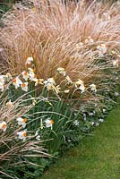 Narcissus 'Geranium' planted with pheasant's tail grass, Anemanthele lessoniana, syn. Stipa arundinacea