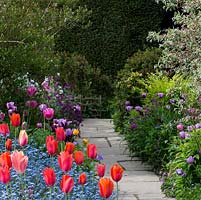 Colourful spring borders with Tulipa 'Annie Schilder' and 'Dordogne' underplanted with forget-me-nots. In the distance, pink Tulipa 'Barcelona' as well as Tulipa 'Violet beauty' and 'Negrita'. Great Dixter.