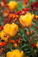 A planting combination of orange Tulipa 'Daydream' and wallflowers